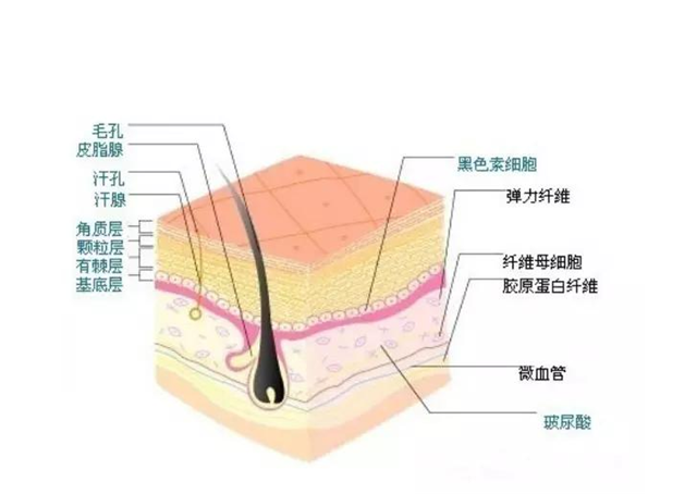 皮膚層次解析_副本.png